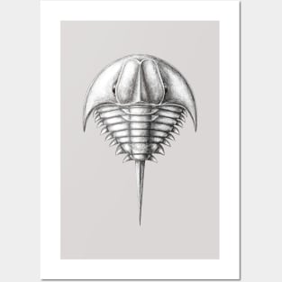 horseshoe crab extinct species- Patesia randalli Posters and Art